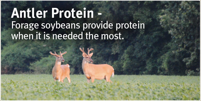 Antler Protein - Forage soybeans provide protein when it is needed the most.
