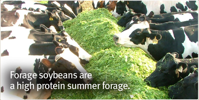 Forage soybeans are a high protein summer forage