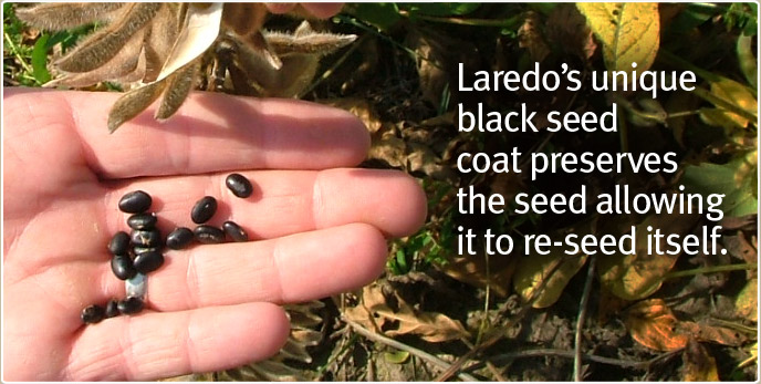 Laredo's unique black seed coat preserves the seed allowing it to re-seed itself.