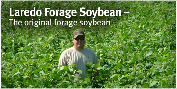 Laredo Forage Soybean - The original forage soybean