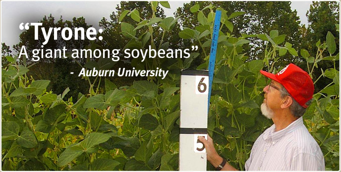 Tyrone: A giant among soybeans - Auburn University